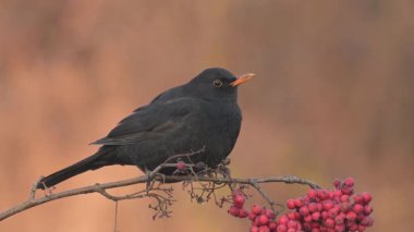 Karatavuk Turdus Merula kuş ötüşü vahşi doğa yırtıcı horoz kuzeyde, güzel hayvan ispinozu, sevimli sihirli hayvan, kuş izleme kuşbilimi, böcek avı fauna