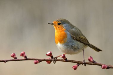 Avrupalı bülbül Erithacus Rubecula kuş ötüşü vahşi doğa yırtıcı horoz kuzeyde, güzel hayvan ispinozu, sevimli büyülü hayvan, kuş izleme kuşbilimi, böcek avlama faunası