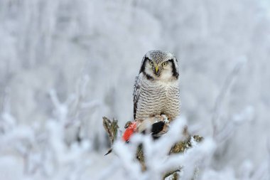 Kuzey şahin baykuşu surnia ulula kuşu genç kuzey uzun kulaklı baykuş tüyü tozlu tüylü vahşi doğa daha az boynuzlu kedi, güzel hayvan, güzel büyülü hayvan, kuş izleme kuşbilimi, vahşi yaşam