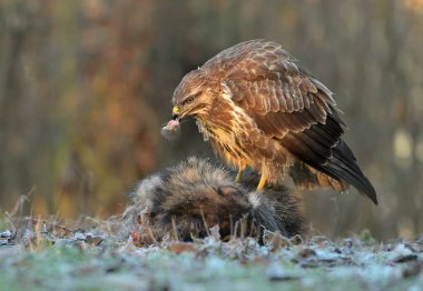 Yaygın akbaba Buteo buteo kuşu vahşi kuzey atmaca vahşi doğayı avlar avcı kar, güzel hayvan, sevimli büyülü hayvan, kuş izleme kuşbilimi, kış karlı ve soğuk don faunası