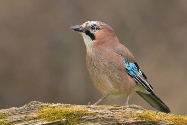 Avrasya Jay Garrulus Glandarius kuş ötüşü yaban hayatı yırtıcı horoz kuzeyde, güzel hayvan ispinozu, sevimli büyülü hayvan, kuş izleme kuşbilimi, böcek avı fauna