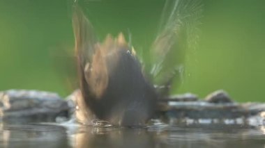 Avrupalı bülbül Erithacus Rubecula kuş ötüşü vahşi doğa yırtıcı horoz kuzeyde, güzel hayvan ispinozu, sevimli büyülü hayvan, kuş izleme kuşbilimi, böcek avlama faunası