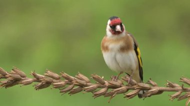 Avrupa ispinozu Carduelis carduelis kuş ötüşlü yaban hayatı doğa yırtıcı horoz kuzeyde, güzel hayvan ispinozu, sevimli büyülü hayvan, kuş izleme kuşbilimi, böcek avı