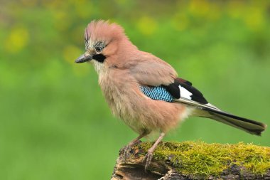 Avrasyalı jay garrulus glandarius kuş bülbülü ötüşü vahşi doğa yırtıcı horoz kuzeyde, güzel hayvan ispinozu, sevimli büyülü hayvan, kuş izleme kuşbilimi, böcek avı vahşi yaşam için vahşi orman yaprak döken bal peteği ormanı.