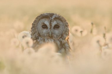 Tawny baykuş Strix aluco kuş genç kuzey uzun kulaklı baykuş tüyü tozlu tüylü vahşi doğa daha az boynuzlu kedi, güzel hayvan, güzel büyülü hayvan, kuş izleme kuşbilimi, vahşi yaşam tatlı