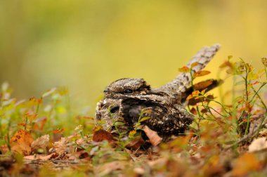 Avrupa gece kavanozu caprimulgus europaeus kuş bülbülü ötüşü vahşi yaşam doğa yırtıcı horoz kuzeyde, güzel hayvan ispinozu, sevimli büyülü hayvan, kuş izleme kuşbilimi, böcek avlama hayvan avı, vahşi yaşam aşkı tüylü, ovalarda yaşayan