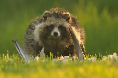 Ortak rakun köpeği Nyctereutes procyonoides Çin Asya sahasına yakın şirin, sevgili, istilacı türler Avrupa 'da akşam vakti güneş batımı görünümlü, hayvan kürkü sorunu biyolojik çeşitlilik, doğa koruma, sulak alanları ve bataklık manzarası, Japon