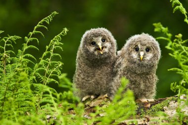 Ural baykuşu Strix uralensis kuşu genç kuzey uzun kulaklı baykuş tüyü tozlu tüylü vahşi doğa daha az boynuzlu kedi, güzel hayvan, güzel büyülü hayvan, kuş izleme kuşbilimi, vahşi yaşam tatlı