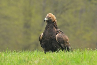 Altın kartal Aquila chrysaetos kuş vahşi kuzey atmaca vahşi yaşam av doğa yırtıcı kar, güzel hayvan, sevimli büyülü hayvan, kuş izleme kuşbilimi, kış karlı ve soğuk su ayazı vahşi hayvan sevgili tüylü, ovalı yaprak döken
