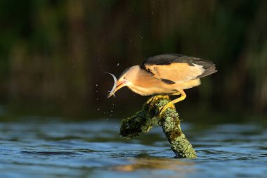 Küçük acı bittern ixobrychus minute us bird rain water in lake weetland wading shorebirds genç doğa tatlı hayvan, güzel hayvan, güzel hayvan, kuş kuşbilimi, vahşi yaşam tatlı Avrupa