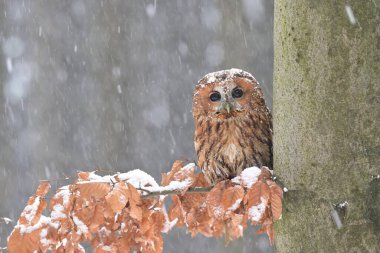 Tawny baykuş Strix aluco kuş genç kuzey uzun kulaklı baykuş tüyü tozlu tüylü vahşi doğa daha az boynuzlu kedi, güzel hayvan, güzel büyülü hayvan, kuş izleme kuşbilimi, vahşi yaşam tatlı