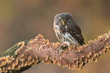 Avrasya pigme baykuşu Glaucidium passerinum genç kuzey uzun kulaklı baykuş tüylü tüylü vahşi doğa küçük boynuzlu kedi, güzel hayvan, sevimli büyülü hayvan, kuş izleme kuşbilimi, vahşi yaşam tatlı.
