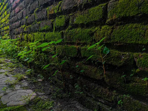 Evin arkasındaki alanın fotoğrafı yıllardır muhafaza edilmemiş.