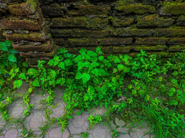 Evin arkasındaki alanın fotoğrafı yıllardır muhafaza edilmemiş.