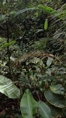 Ormanın güzel manzarası