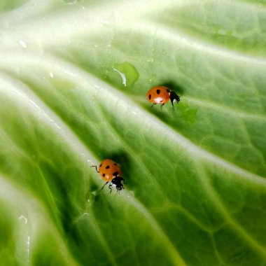 Uğur böceği: Tarlada 2 kırmızı uğur böceği yeşil bir lahana yaprağında.
