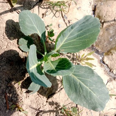 Bahçedeki lahana: Bir tarlada izole edilmiş yeşil lahana çiçeği.