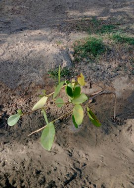 Okul bahçesinde küçük yeşil bir jamun ağacı var..