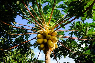 Meksika Sarı Papaya Ağaçları