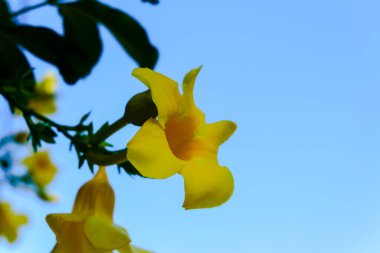 Frangipani çiçekleri ya da mavi gökyüzü arka planına karşı mis kokulu kasımpatı olarak da bilinir.