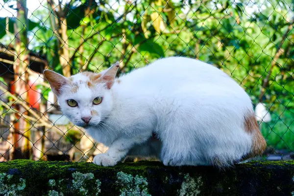 Duvarda beyaz bir kedi duruyor.