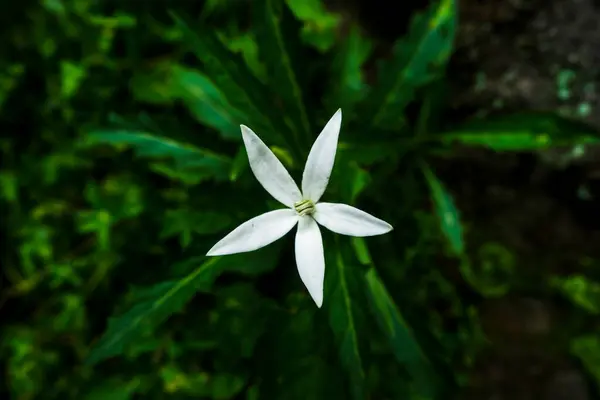 Bitki bitkisi Kitolod ya da Hipobroma Longiflora