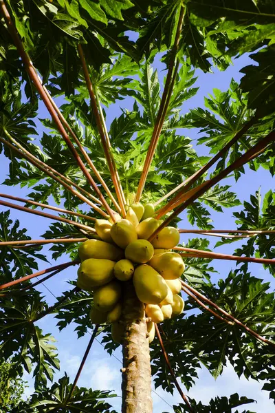 Meksika Sarı Papaya Ağaçları