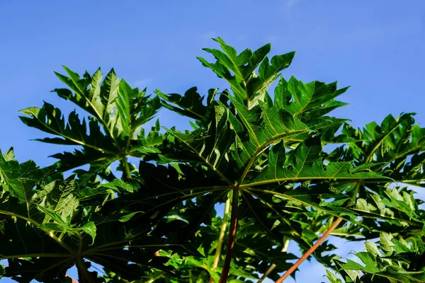 Yaprak Meksika Sarı Papaya Antlaşması