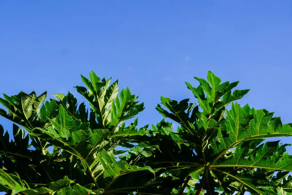 Yaprak Meksika Sarı Papaya Antlaşması