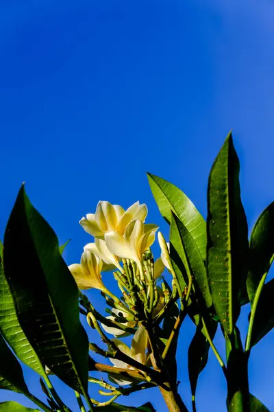 Frangipani çiçekleri ya da mavi gökyüzü arka planına karşı mis kokulu kasımpatı olarak da bilinir.