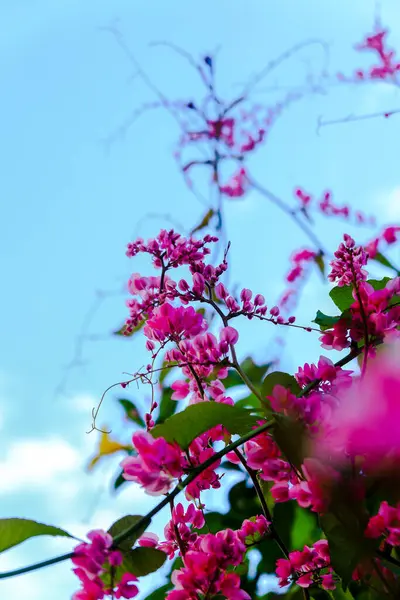 Gökyüzünde açan kırmızı frangipani çiçekleri