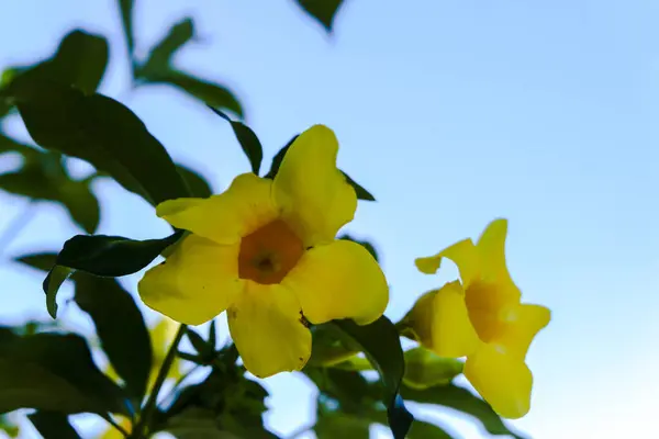 Frangipani çiçekleri ya da mavi gökyüzü arka planına karşı mis kokulu kasımpatı olarak da bilinir.