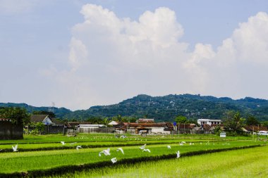 Dağlarda pirinç tarlası