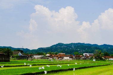 Chiang Mai Tayland 'daki güzel pirinç tarlaları.