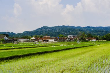 Dağlardaki çeltik tarlaları