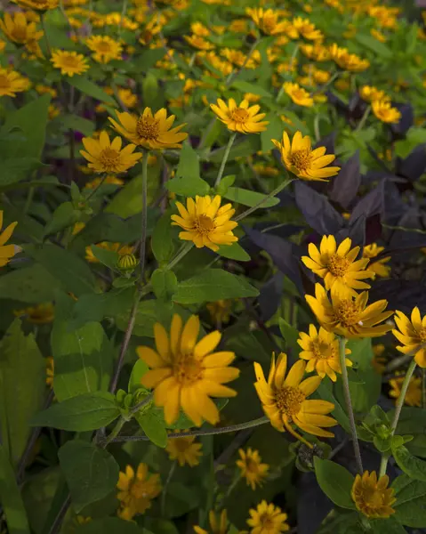 Yeşil arka planda Rudbeckia 'nın parlak sarı çiçekleri