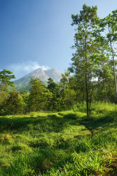 merapi Dağı Yogyakarta Endonezya Ağaç demeti