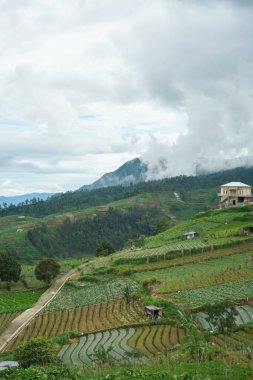 pirinç tarlası Endonezya 'da bir dağda
