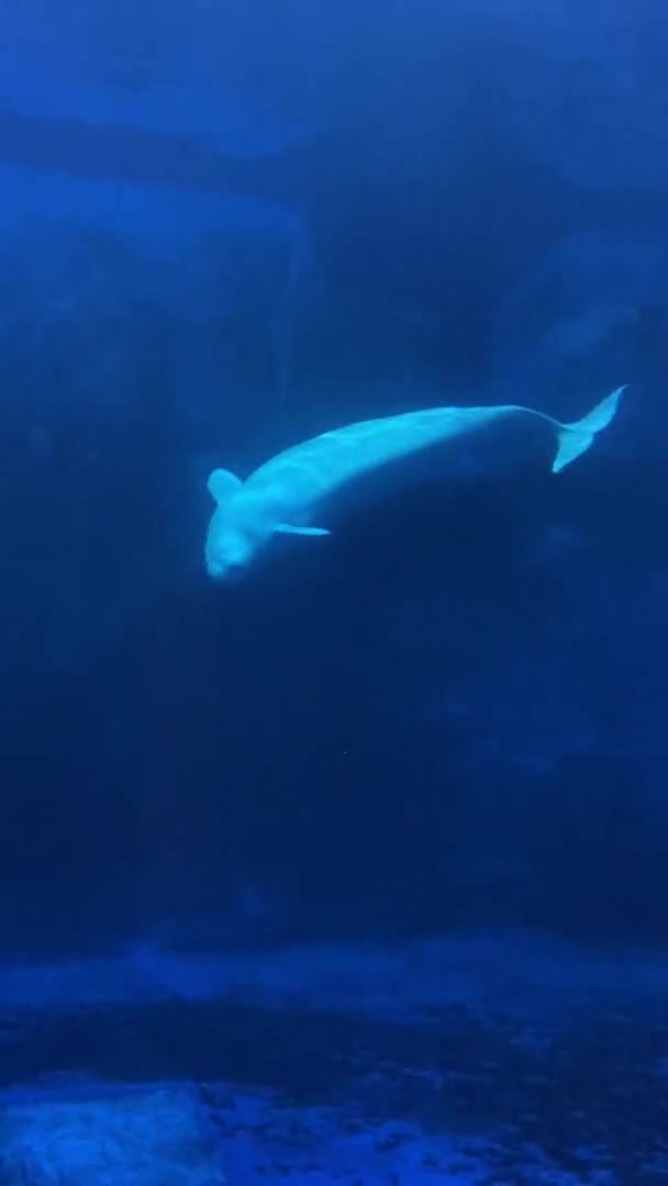 Korea Zoo Beluga Wal Melonkopfmeerjungfrau Schönheit Der Natur — Stockvideo