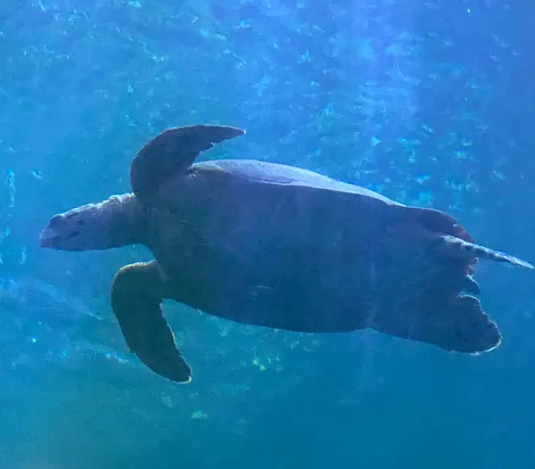 turtle in the water korea zoo aquarium water turtle swim blue ocean coral