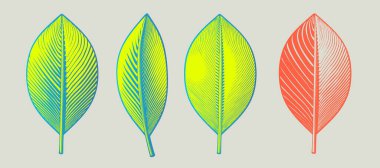 Gri arkaplanda izole edilmiş çeşitli biçim vektör gösteriminde renkli mavi ve turuncu renkli vintage çizim yaprakları