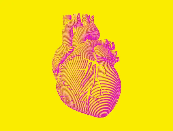 在黄色背景上孤立的矢量图上明亮的粉红图形雕刻抽象器官人的心脏 免版税图库矢量图片
