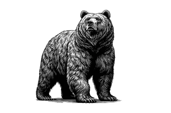 一只熊站在四条腿上 在白色背景下查找孤立的矢量图解的复古版画 免版税图库插图
