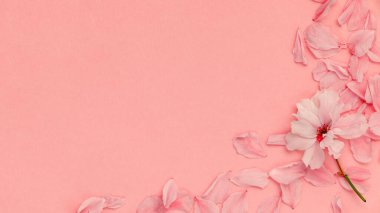 Bahar kiraz çiçeklerinin resmi ve pembe pastel arka planda sakura ağacı çiçekleri. Pastel pembe arka plan, çiçek açan çiçekler. Bahar mevsimi kavramı.