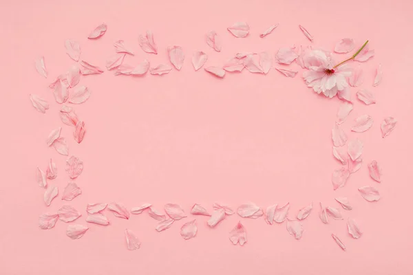 Bahar kiraz çiçeklerinin resmi ve pembe pastel arka planda sakura ağacı çiçekleri. Pastel pembe arka plan, çiçek açan çiçekler. Bahar mevsimi kavramı.