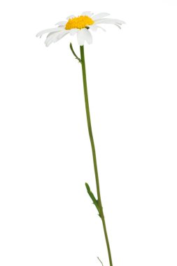 Beyaz arka planda tek bir papatya resmi. (), Papatya Çiçeği Öküz Gözlü Daisy Güzel kokulu papatya çiçeği