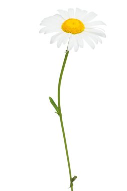 Beyaz arka planda tek bir papatya resmi. (), Papatya Çiçeği Öküz Gözlü Daisy Güzel kokulu papatya çiçeği