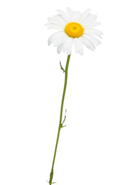 Beyaz arka planda tek bir papatya resmi. (), Papatya Çiçeği Öküz Gözlü Daisy Güzel kokulu papatya çiçeği