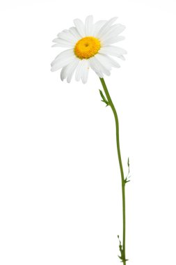 Beyaz arka planda tek bir papatya resmi. (), Papatya Çiçeği Öküz Gözlü Daisy Güzel kokulu papatya çiçeği