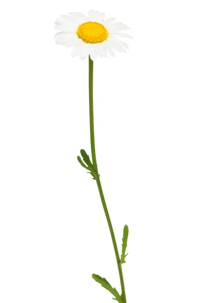 Beyaz arka planda tek bir papatya resmi. (), Papatya Çiçeği Öküz Gözlü Daisy Güzel kokulu papatya çiçeği